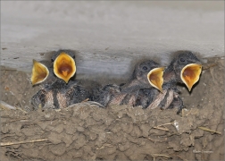 <p>VLAŠTOVKA OBECNÁ (Hirundo rustica) - jižní Morava --- /Barn swallow - Rauchschwalbe/</p>