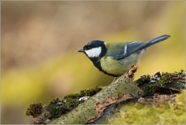 <p>SÝKORA KOŇADRA (Parus major) ------- /Great tit - Kohlmeise/</p>