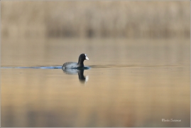 <p>LYSKA ČERNÁ (Fulica atra) jezero Milada --- /Eurasian coot - Blässhunh/</p>