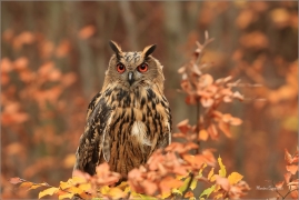 <p>VÝR VELKÝ (Bubo bubo) v lidské péči /Eurasian eagle-owl - Uhu/</p>