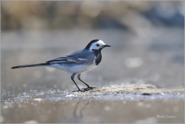 <p>KONIPAS BÍLÝ (Motacilla alba) /White wagtail - Bachstelze/</p>