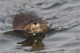 <p>ONDATRA PIŽMOVÁ (Ondatra zibethicus) Děčín, Zámecký rybník ---- /Muskrat - Bisamratte/</p>