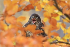 <p>KÁNĚ LESNÍ (Buteo buteo) v lidské péči --- /Common buzzard - Mäusebussard/</p>