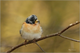 <p>PĚNKAVA JIKAVEC (Fringilla montifringilla) Šluknovsko - Jiříkov ---- /Brambling - Bergfink/</p>