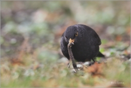 <p>KOS ČERNÝ (Turdus merula) ---- /Common blackbird - Amsel/</p>