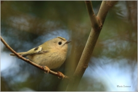 <p>KRÁLÍČEK OBECNÝ (Regulus regulus) M. Boleslav /Goldcrest - Wintergoldhähnchen/</p>