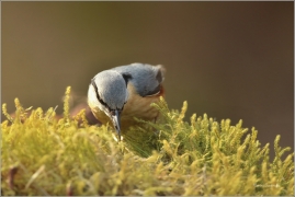 <p>BRHLÍK LESNÍ (Sitta europaea) ---- /Eurasian nuthatch - Kleiber/</p>