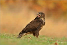 <p>KÁNĚ LESNÍ (Buteo buteo) v lidské péči --- /Common buzzard - Mäusebussard/</p>