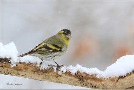 <p>ČÍŽEK LESNÍ (Carduelis spinus) ------- /Eurasian siskin - Erlenzeisig/</p>