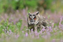 <p>KALOUS UŠATÝ (Asio otus) sokolnicky vedený ----- /Long-eared owl - Waldohreule/</p>