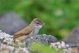 <p>RÁKOSNÍK VELKÝ (Acrocephalus arundinaceus) - jižní Morava --- /Great reed warbler – Drosselrohrsänger/</p>