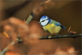 <p>SÝKORA MODŘINKA (Cyanistes caeruleus) ---- /Eurasian blue tit - Blaumeise/</p>