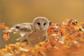<p>SOVA PÁLENÁ (Tyto alba) v lidské péči /Western barn owl - Schleiereule/</p>