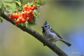 <p>SÝKORA PARUKÁŘKA - Šluknovsko - Harta (Lophophanes cristatus) ---- /Crested tit - Haubenmeise/</p>