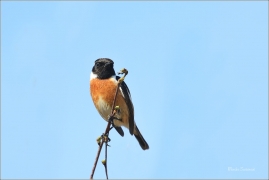 <p>BRAMBORNÍČEK ČERNOHLAVÝ (Saxicola torquata) Ústecko ------- /African stonechat – Schwarzkehlchen/</p>