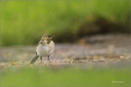 <p>KONIPAS BÍLÝ (Motacilla alba) /White wagtail - Bachstelze/</p>