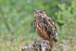 <p>VÝR VELKÝ (Bubo bubo) sokolnicky vedený /Eurasian eagle-owl - Uhu/</p>