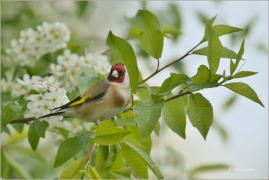 <p>STEHLÍK OBECNÝ (Carduelis carduelis) - Šluknovsko - Jiříkov ---- /European goldfinch - Stieglitz/</p>