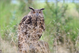 <p>VÝR VELKÝ (Bubo bubo) sokolnicky vedený /Eurasian eagle-owl - Uhu/</p>