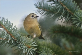 <p>KRÁLÍČEK OBECNÝ (Regulus regulus) Šluknovsko - Jiříkov /Goldcrest - Wintergoldhähnchen/</p>