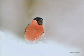 <p>HÝL OBECNÝ (Pyrrhula pyrrhula) Šluknovsko - Jiříkov ------- /Eurasian bullfinch - Gimpel/</p>