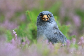 <p>POŠTOLKA RUDONOHÁ (Falco vespertinus) sokolnicky vedená ---- /Red-footed falcon - Rotfußfalke/</p>