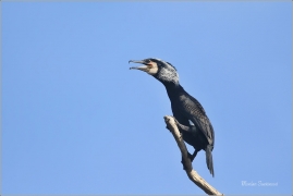 <p>KORMORÁN VELKÝ (Phalacrocorax carbo) Ústecko ---- /Great cormorant - Kormoran/</p>