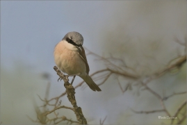 <p>ŤUHÝK OBECNÝ (Lanius collurio) - jižní Morava ---- /Red-backed shrike - Neuntöter/</p>