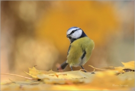 <p>SÝKORA MODŘINKA (Cyanistes caeruleus) ---- /Eurasian blue tit - Blaumeise/</p>