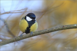 <p>SÝKORA KOŇADRA (Parus major) ------- /Great tit - Kohlmeise/</p>