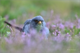 <p>POŠTOLKA RUDONOHÁ (Falco vespertinus) sokolnicky vedená ---- /Red-footed falcon - Rotfußfalke/</p>