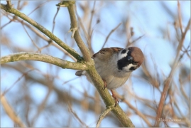 <p>VRABEC POLNÍ (Passer montanus) /Eurasian tree sparrow -Feldsperling/</p>