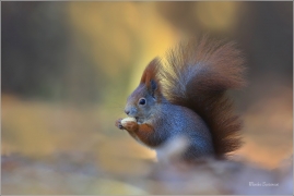 <p>VEVERKA OBECNÁ (Sciurus vulgaris) M. Boleslav ---- /Red squirrel - Eichhörnchen/</p>