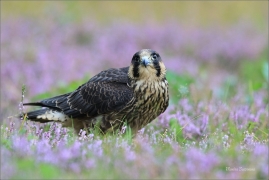 <p>SOKOL STĚHOVAVÝ (Falco peregrinus) - sokolnicky vedený ---- /Peregrine falcon - Wanderfalke/</p>