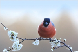 <p>HÝL OBECNÝ (Pyrrhula pyrrhula) Šluknovsko - Jiříkov ------- /Eurasian bullfinch - Gimpel/</p>