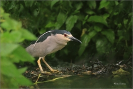 <p>KVAKOŠ NOČNÍ (Nycticorax nycticorax) - jižní Morava ----/Black-crowned night heron - Nachtreiher/</p>