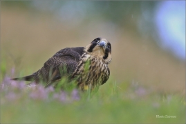 <p>SOKOL STĚHOVAVÝ (Falco peregrinus) - sokolnicky vedený ---- /Peregrine falcon - Wanderfalke/</p>