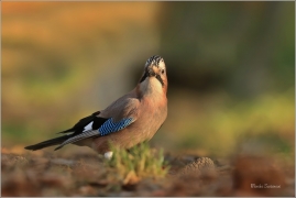 <p>SOJKA OBECNÁ (Garrulus glandarius) Mladá Boleslav ---- /Eurasian jay - Eichelhäher/</p>