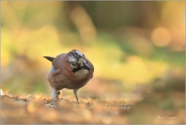 <p>SOJKA OBECNÁ (Garrulus glandarius) Mladá Boleslav ---- /Eurasian jay - Eichelhäher/</p>