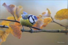 <p>SÝKORA MODŘINKA (Cyanistes caeruleus) ---- /Eurasian blue tit - Blaumeise/</p>