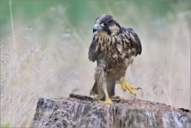 <p>SOKOL STĚHOVAVÝ (Falco peregrinus) - sokolnicky vedený ---- /Peregrine falcon - Wanderfalke/</p>