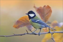 <p>SÝKORA KOŇADRA (Parus major) ------- /Great tit - Kohlmeise/</p>