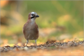 <p>SOJKA OBECNÁ (Garrulus glandarius) Mladá Boleslav ---- /Eurasian jay - Eichelhäher/</p>