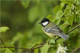 <p>SÝKORA KOŇADRA (Parus major) ------- /Great tit - Kohlmeise/</p>