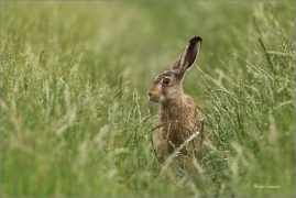 <p>ZAJÍC POLNÍ (Lepus europaeus) jižní Morava --- /European hare - Feldhase/</p>