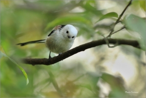 <p>MLYNAŘÍK DLOUHOOCASÝ (Aegithalos caudatus) Šluknovsko-Jiříkov ---- /Long-tailed-tit - Schwanzmeise/</p>