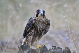<p>SOKOL STĚHOVAVÝ (Falco peregrinus) - sokolnicky vedený ---- /Peregrine falcon - Wanderfalke/</p>