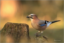 <p>SOJKA OBECNÁ (Garrulus glandarius) Mladá Boleslav ---- /Eurasian jay - Eichelhäher/</p>