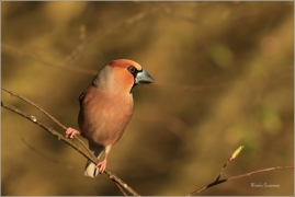 <p>DLASK TLUSTOZOBÝ (Coccothraustes coccothraustes) Šluknovsko - Jiříkov ---- /Hawfinch - Kernbeißer/</p>