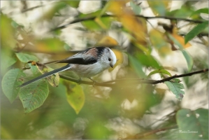 <p>MLYNAŘÍK DLOUHOOCASÝ (Aegithalos caudatus) Šluknovsko-Jiříkov ---- /Long-tailed-tit - Schwanzmeise/</p>